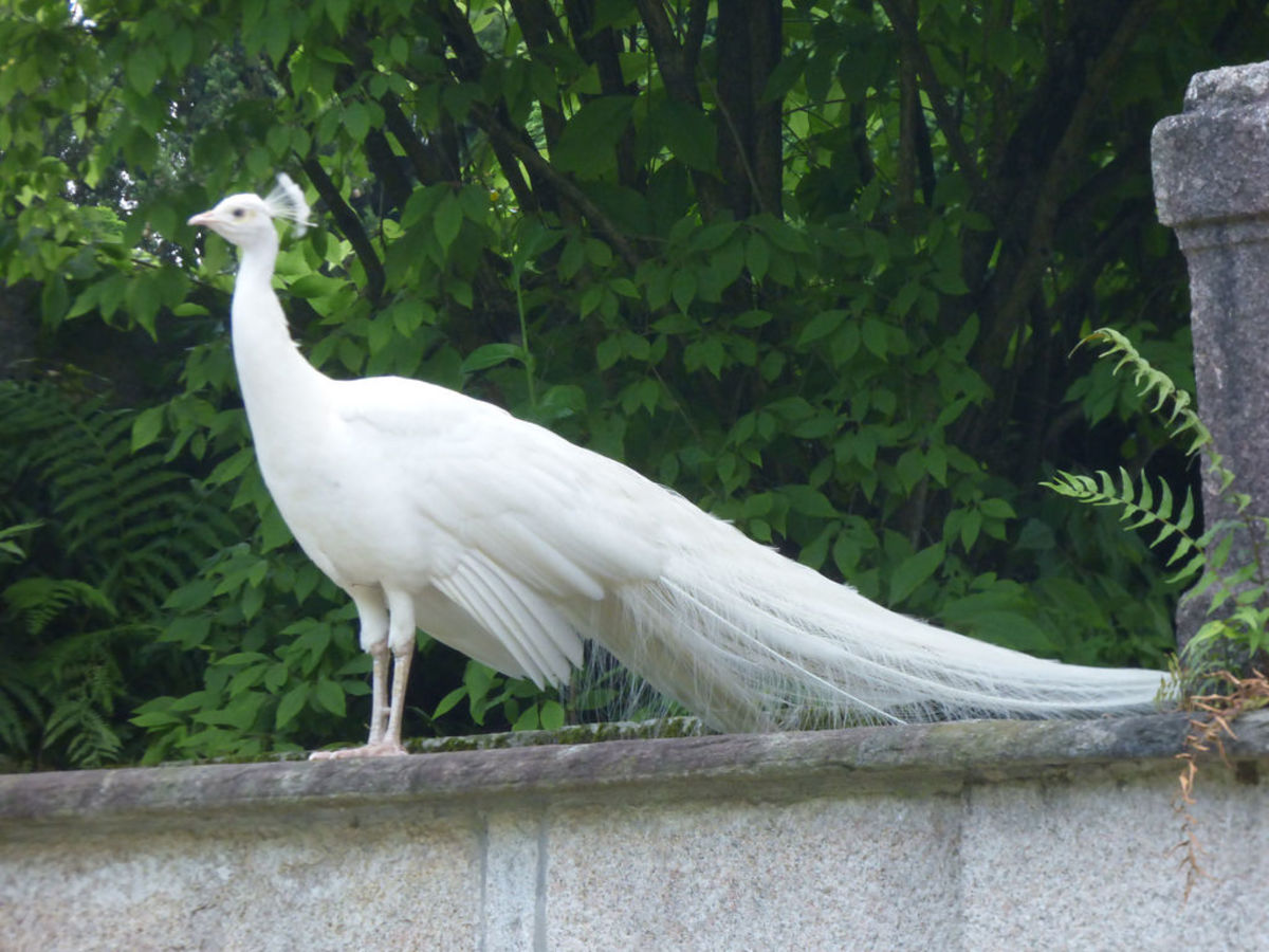 Peacocks originated in, and around India and Ceylon.