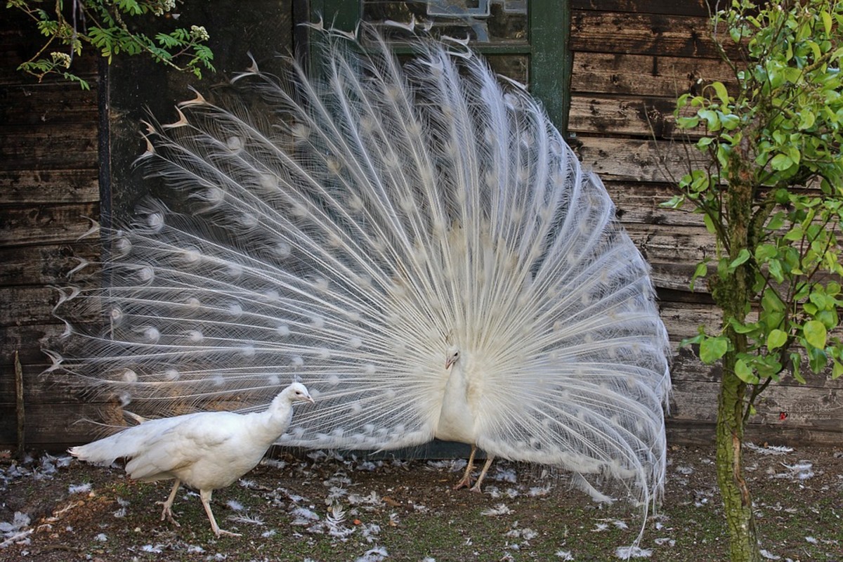 A white Peacock dances to impress a white Peahen.