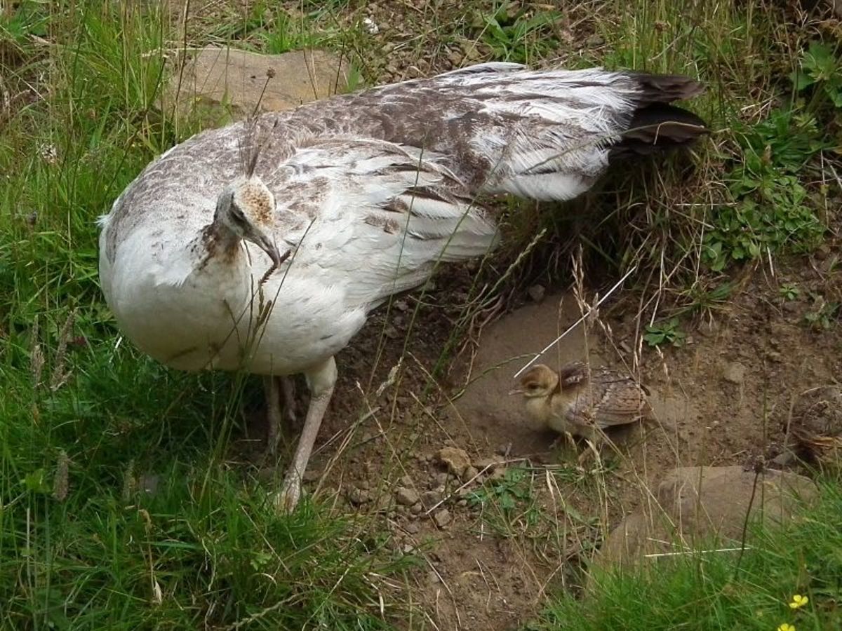 Peachicks can fly short distances three days after hatching.