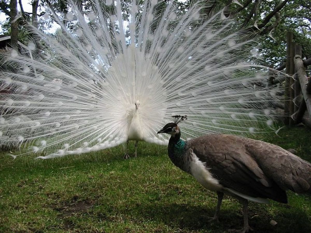 A Peacock will fan out it train, and females will choose the Peacock that is the most impressive. Peacocks will choose a partner and remain faithful.