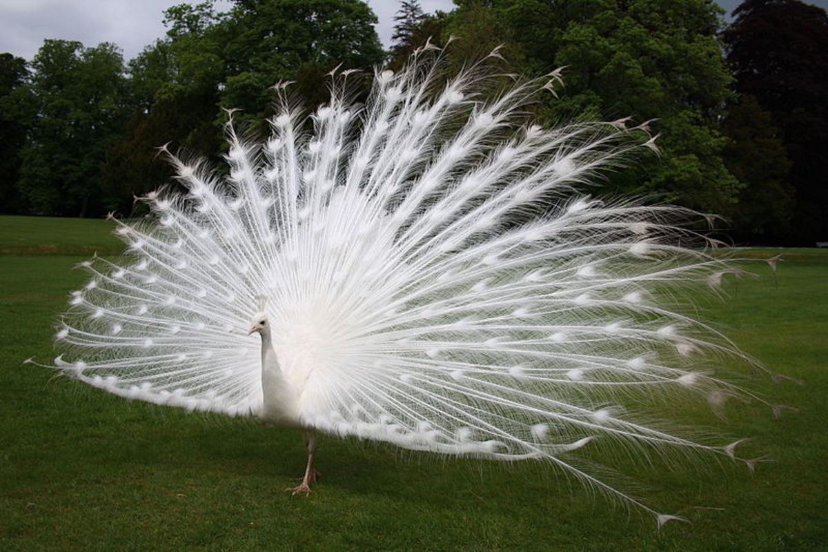 The impressive white train of a peacock is a white version of their colorful counterpart.